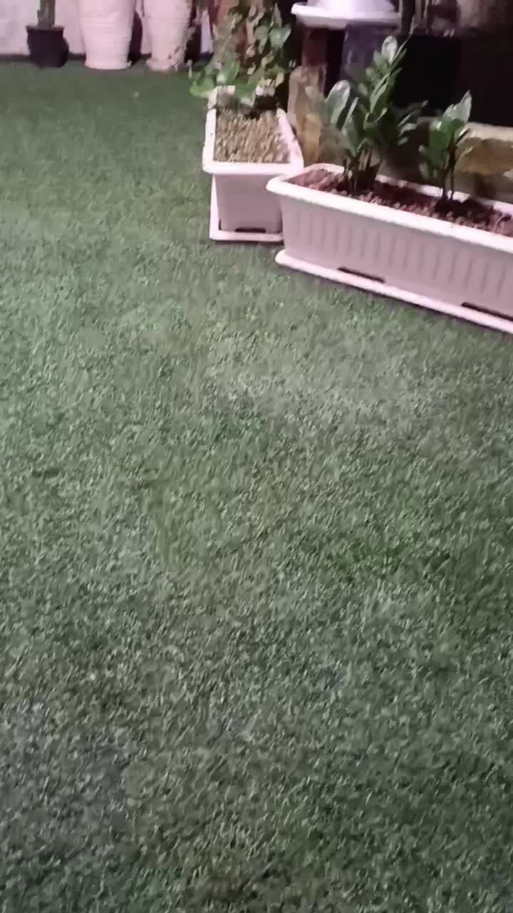 سگ پامر خرسی و پامر روباهی|سگ|فردوسیه, |دیوار