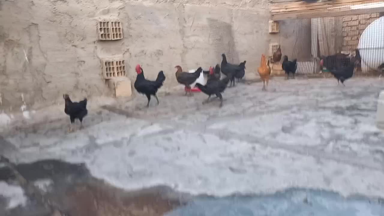 جوجه خروس|حیوانات مزرعه|شیراز, شهرک ترکان|دیوار
