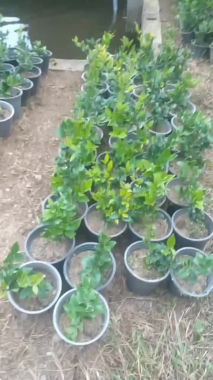 فروش زمین برا باغ گل|فروش زمین و ملک کلنگی|واجارگاه, |دیوار