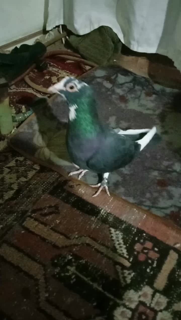 کبوتر پلنگ|پرنده|کرمان, |دیوار