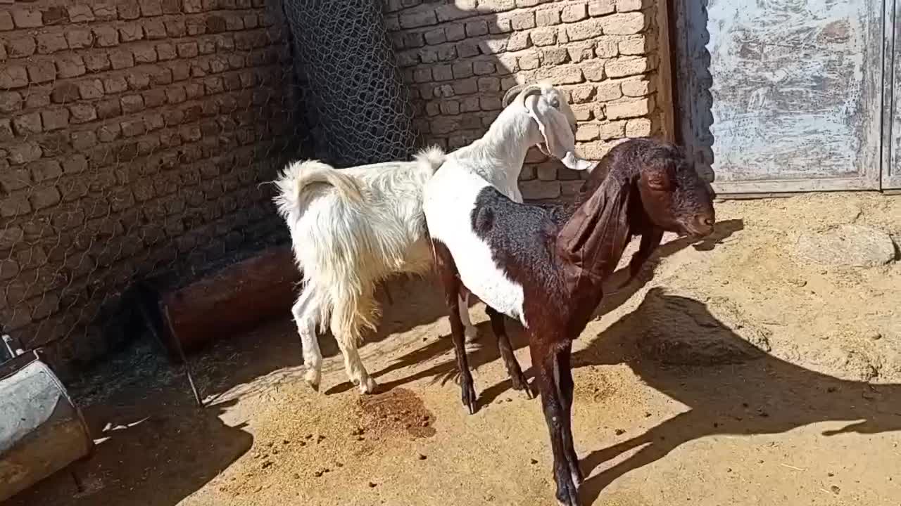 تی بز پاکستانی|حیوانات مزرعه|خرم‌آباد, |دیوار