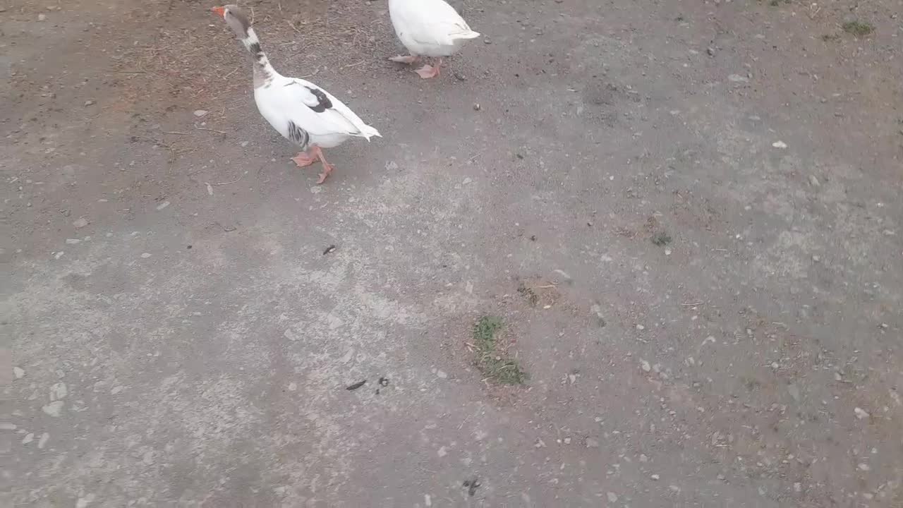 غاز|حیوانات مزرعه|چاه مرید, |دیوار