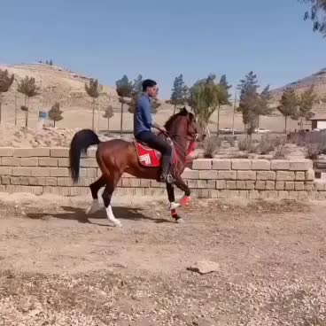 اسب سیلمی دره شوری|اسب و تجهیزات اسبسواری|رامهرمز, |دیوار