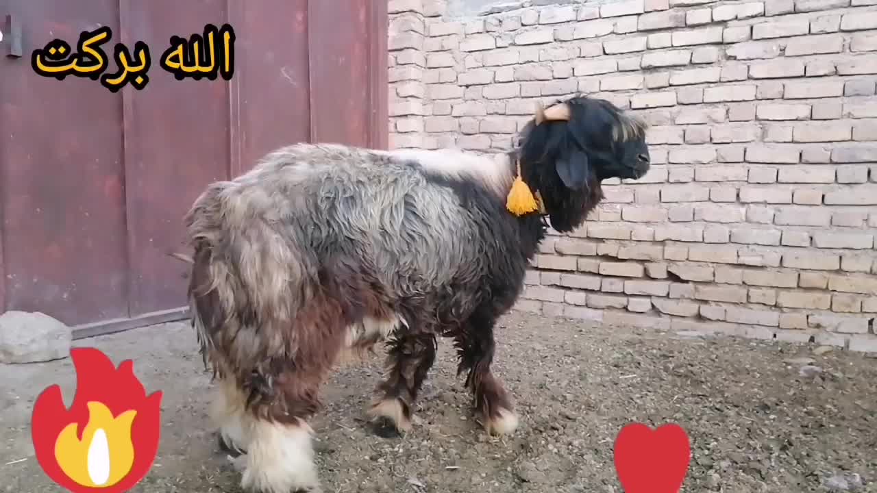 بره قوچ  کهره  بز  میش|حیوانات مزرعه|شیراز, گویم|دیوار