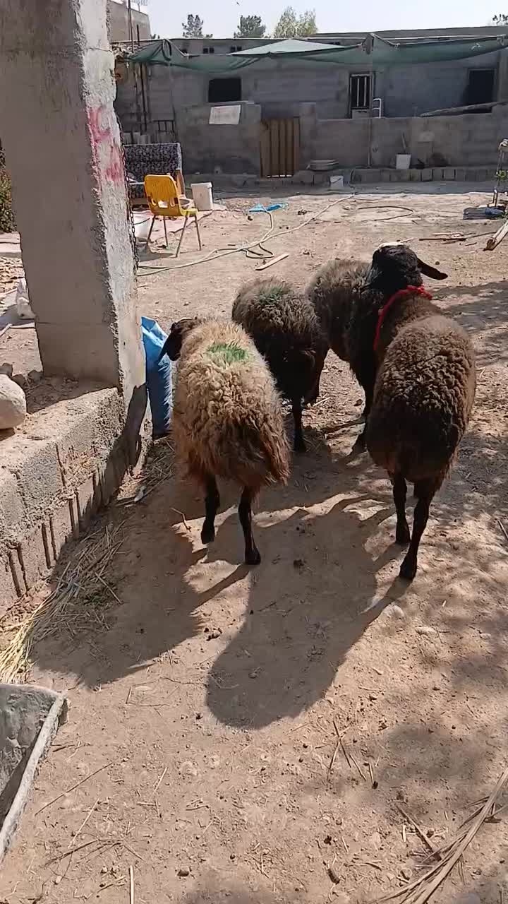 میش شال... کارخونه بره|حیوانات مزرعه|شیراز, کرونی(خاتونک)|دیوار