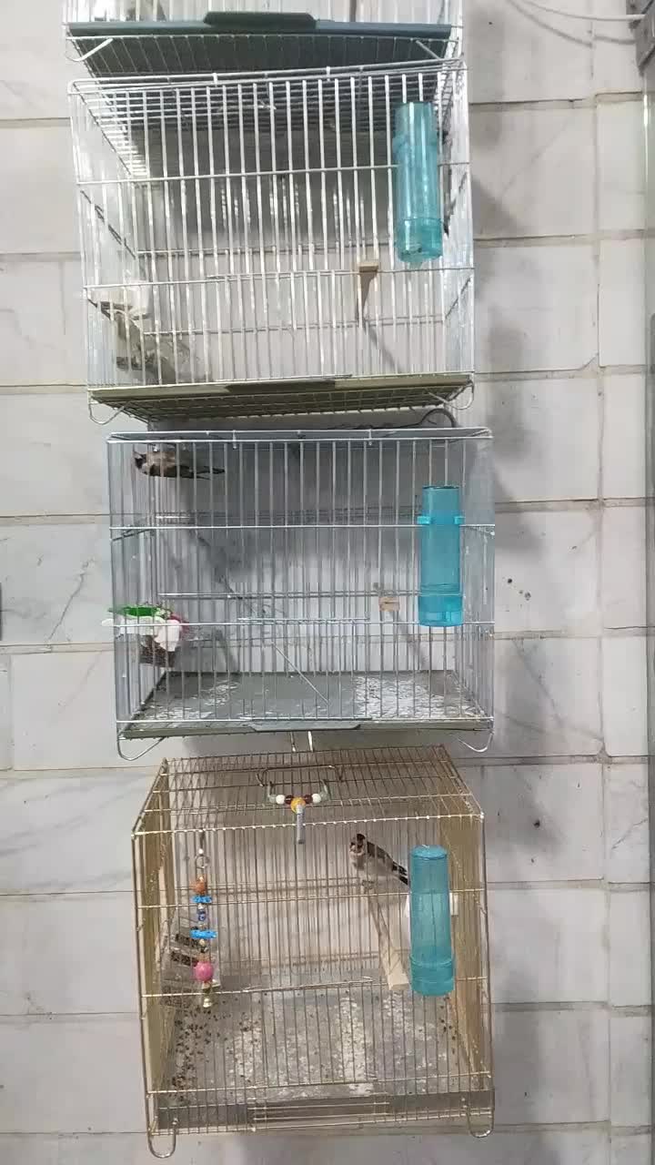 پرنده سرای تمندر واقع در الیگودرز|پرنده|الیگودرز, |دیوار