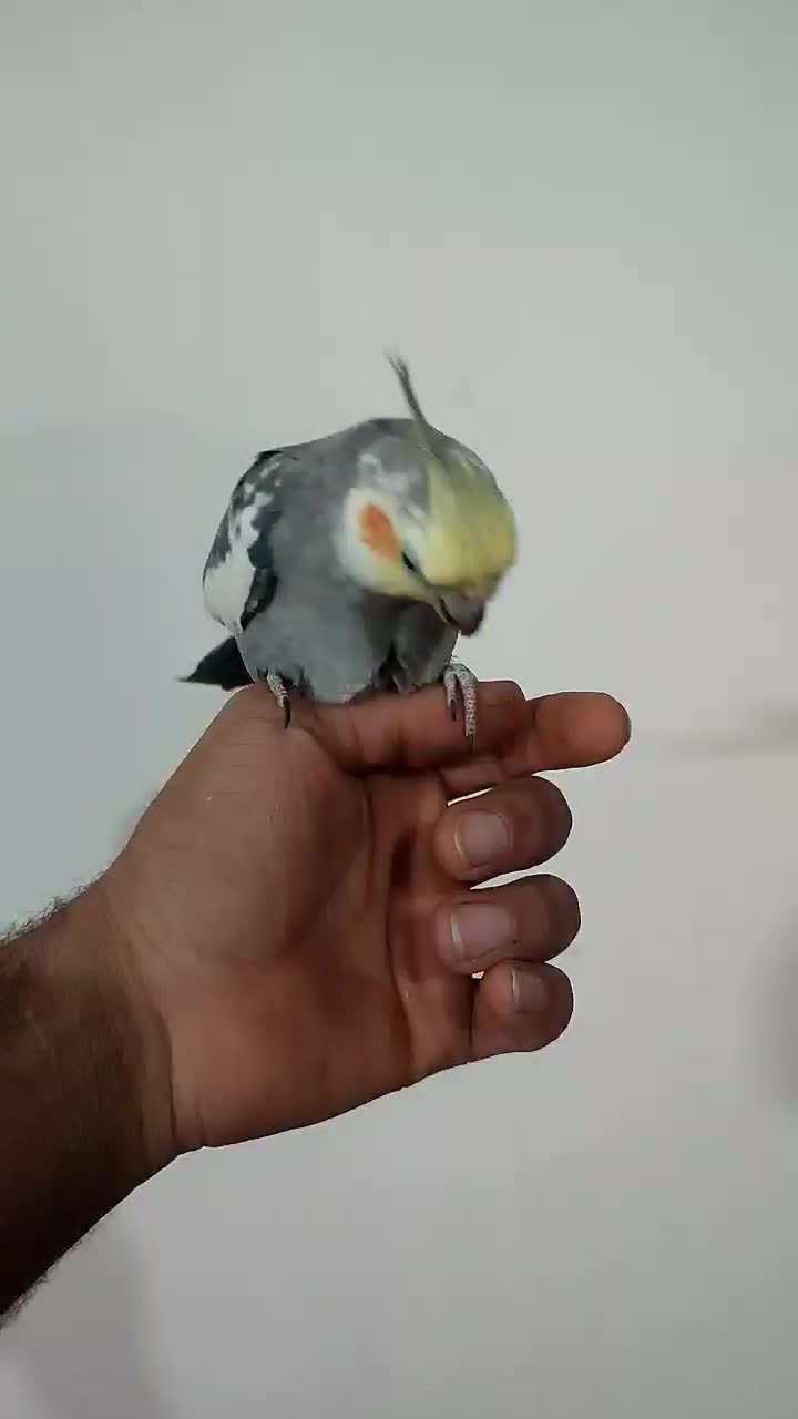 عروس هلندی|پرنده|شیراز, زیباشهر|دیوار