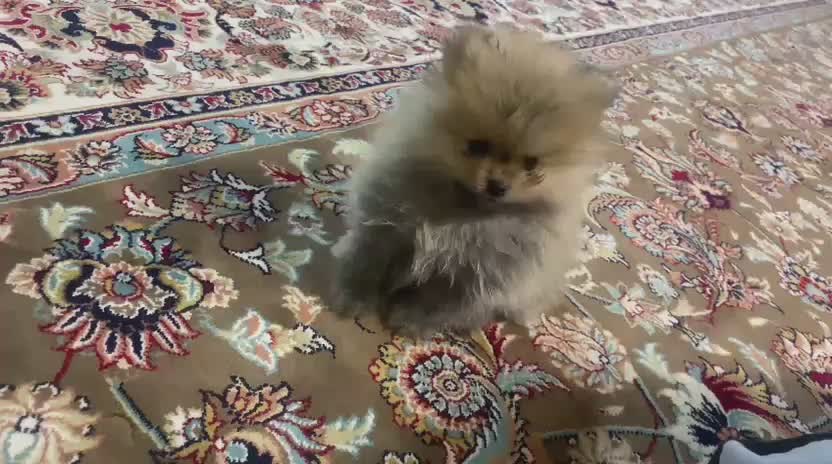 سگ پامر|سگ|فردیس, شهرک سپاه|دیوار