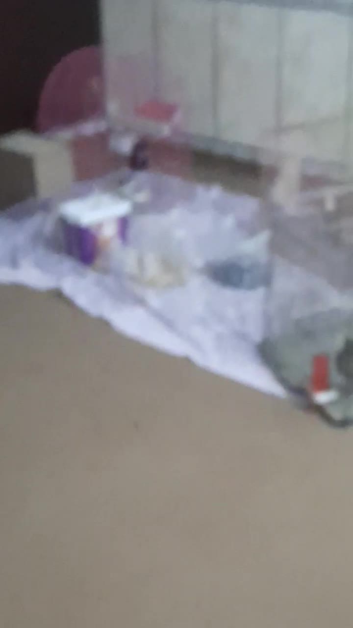 جفت عروس هلندی مست ودستی|پرنده|کارون, |دیوار