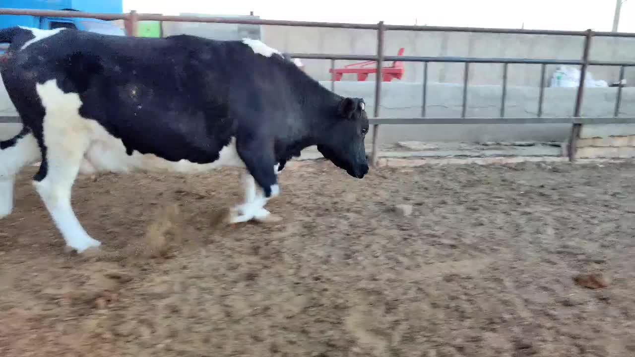 ماده گاو جوان|حیوانات مزرعه|خنجین, |دیوار