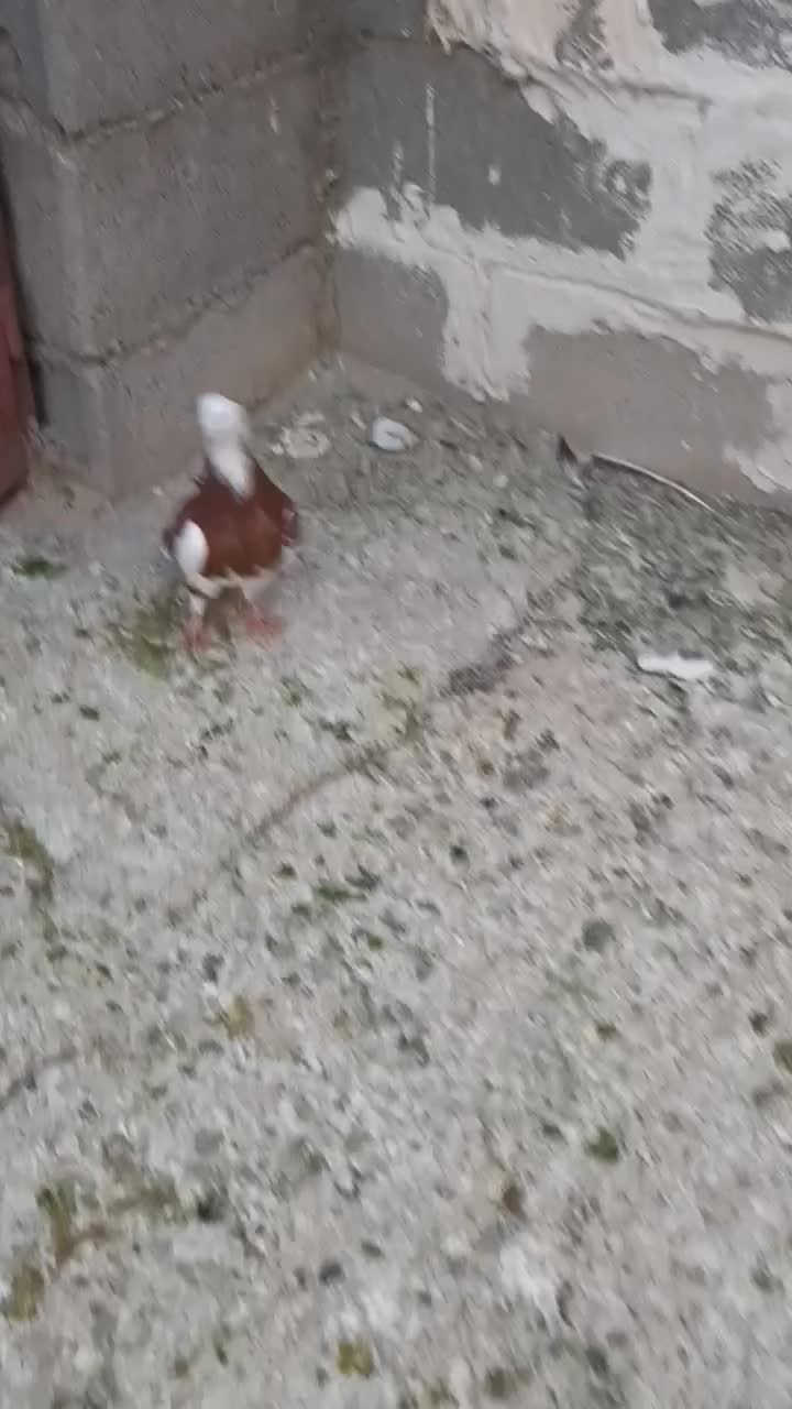 جوجه کبوتر ابلق سرخ نر|پرنده|شیراز, امام حسین|دیوار