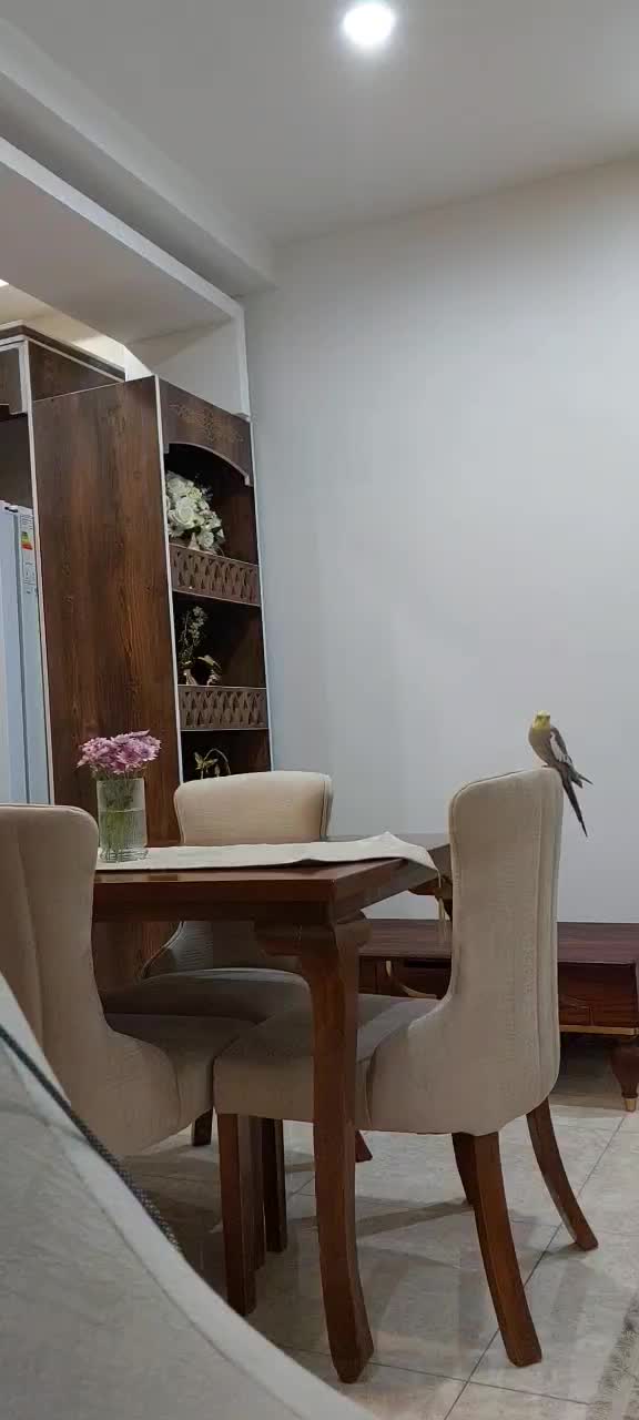 عروس هلندی|پرنده|لاهیجان, یحی آباد|دیوار