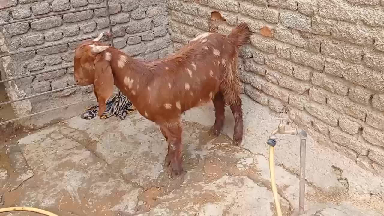 نربز|حیوانات مزرعه|دینور, |دیوار