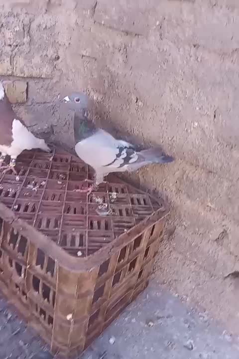 گرفتنی|پرنده|تربت جام, میان جام|دیوار