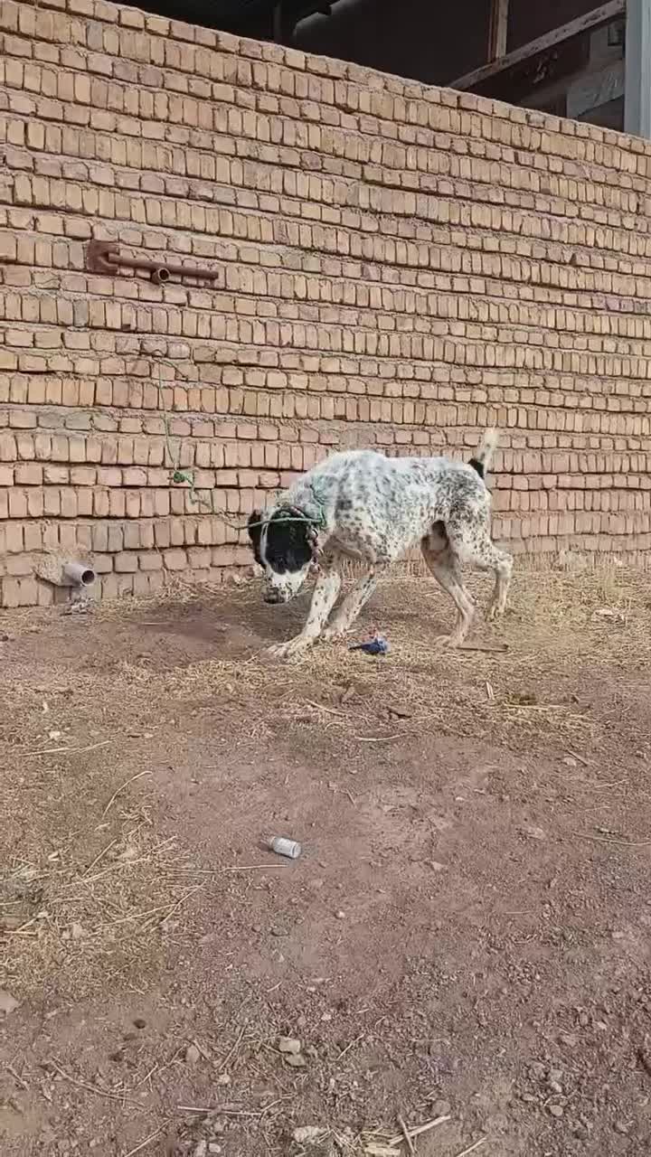 سگ افغان|سگ|زرندیه, |دیوار