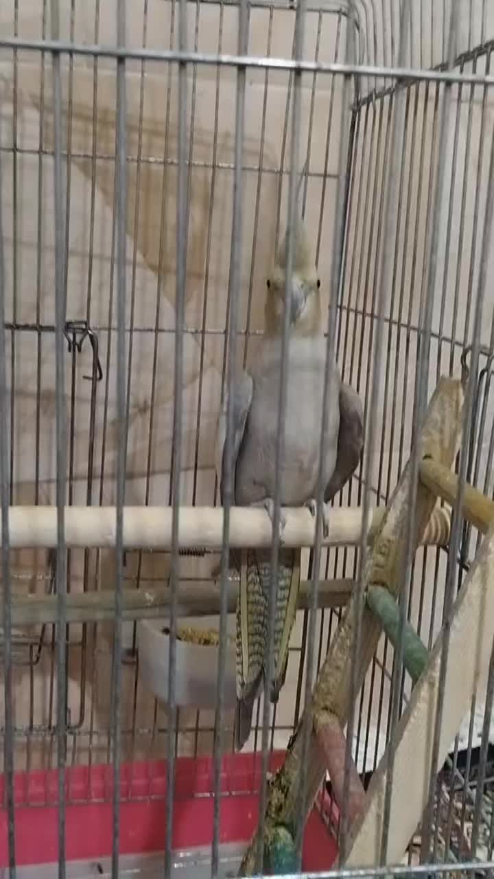 عروس هلندی|پرنده|چمران, |دیوار