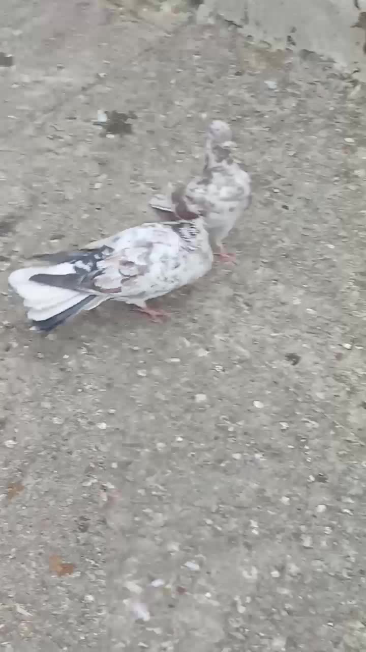 کفتر نر|پرنده|نهاوند, |دیوار