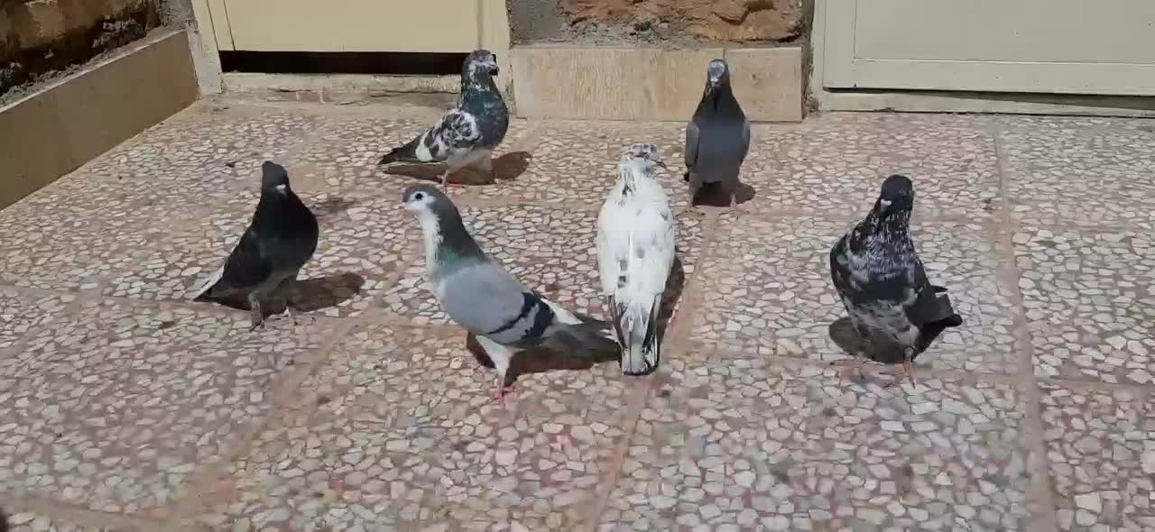 کبوتر|پرنده|شاهین‌شهر, گزبرخوار|دیوار