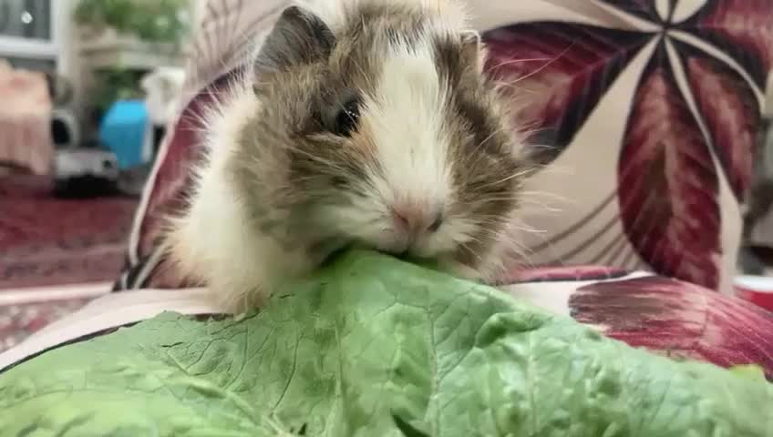 خوکچه هندی سالم و پر انرژی و بازیگوش|موش و خرگوش|تهران, فلسطین (میدان انقلاب)|دیوار