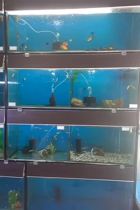 آکواریم فروشی|ماهی|اسلامشهر, مطهری|دیوار