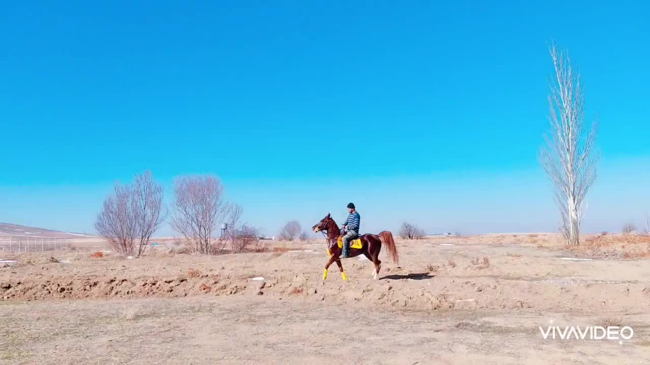 مادیان کره سهیل حیدر|اسب و تجهیزات اسبسواری|سنندج, |دیوار