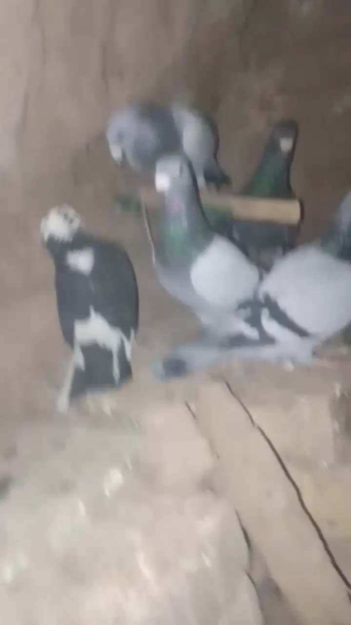 کفتر پرشی|پرنده|طاغنکوه, |دیوار