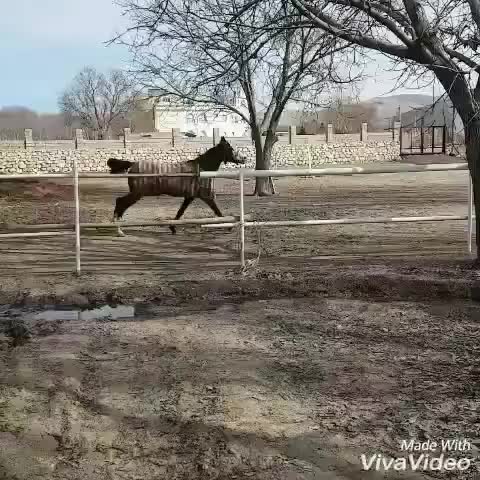 مادیان شش دانگ با کره ۵روزه|اسب و تجهیزات اسبسواری|گیان, |دیوار