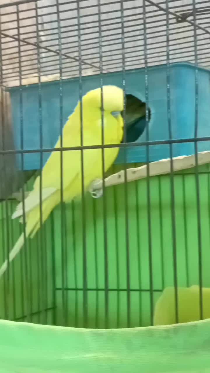 طوطی برزیلی.مرغعشق هلندی.مرغعشق انگلیسی|پرنده|چمران, |دیوار