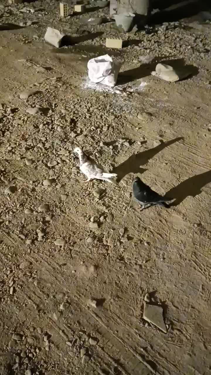 کفتر غریبگیری|پرنده|قرچک, زیبا شهر|دیوار