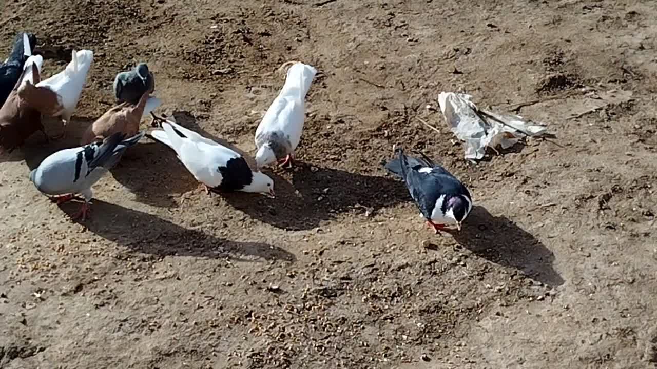 شوشتر|پرنده|شوشتر, |دیوار