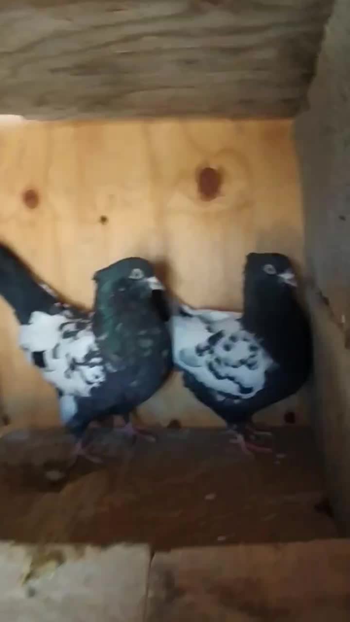 سینه سیاه|پرنده|گلبهار, نوبهار|دیوار