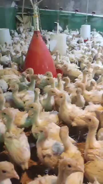 جوجه بوقلمون بیوتی ۵۰۰ گرمی|حیوانات مزرعه|ورامین, ورامین|دیوار