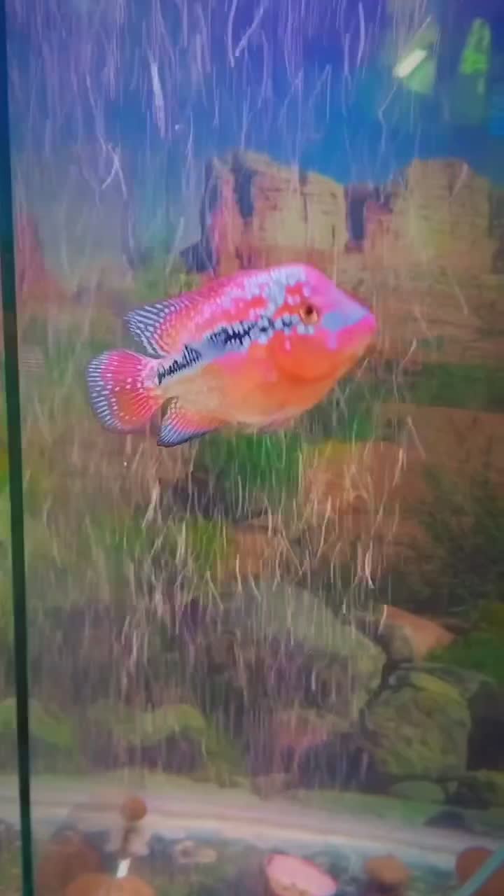 ماهی فلاور سوپر رد کامفا|ماهی|کرج, حصارک پایین|دیوار