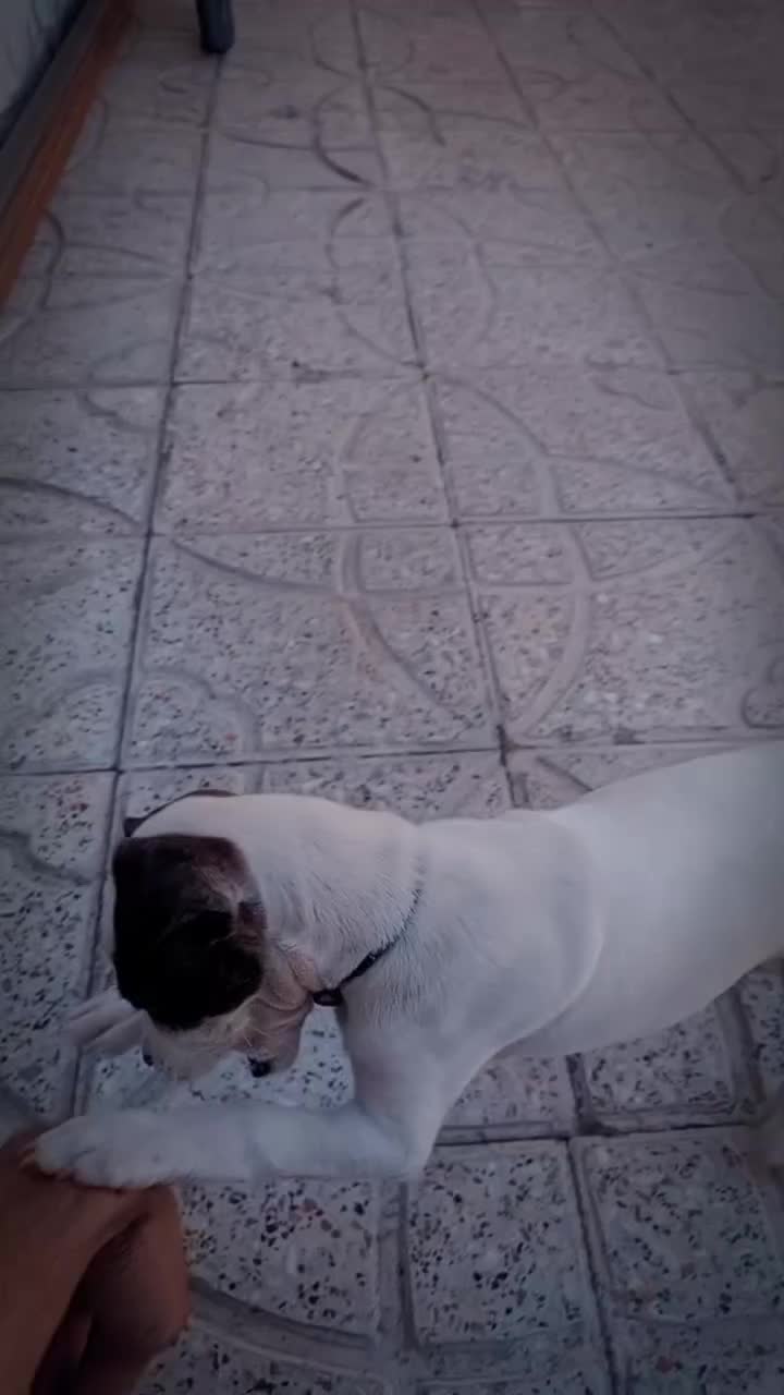 سگ فروشی|سگ|فریمان, |دیوار