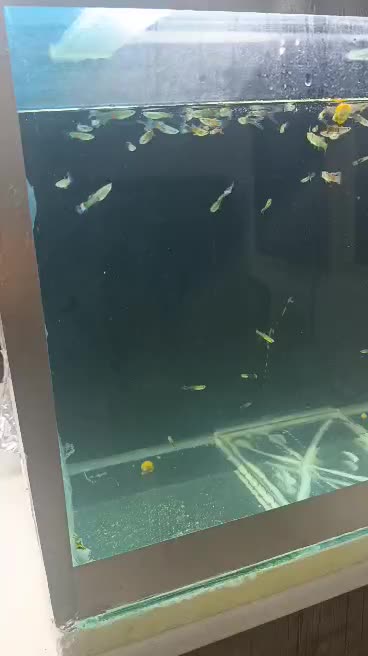 ماهی گوپی بالغ مفت دونه ۱۵|ماهی|هشتگرد, فاز ۳ مهستان|دیوار