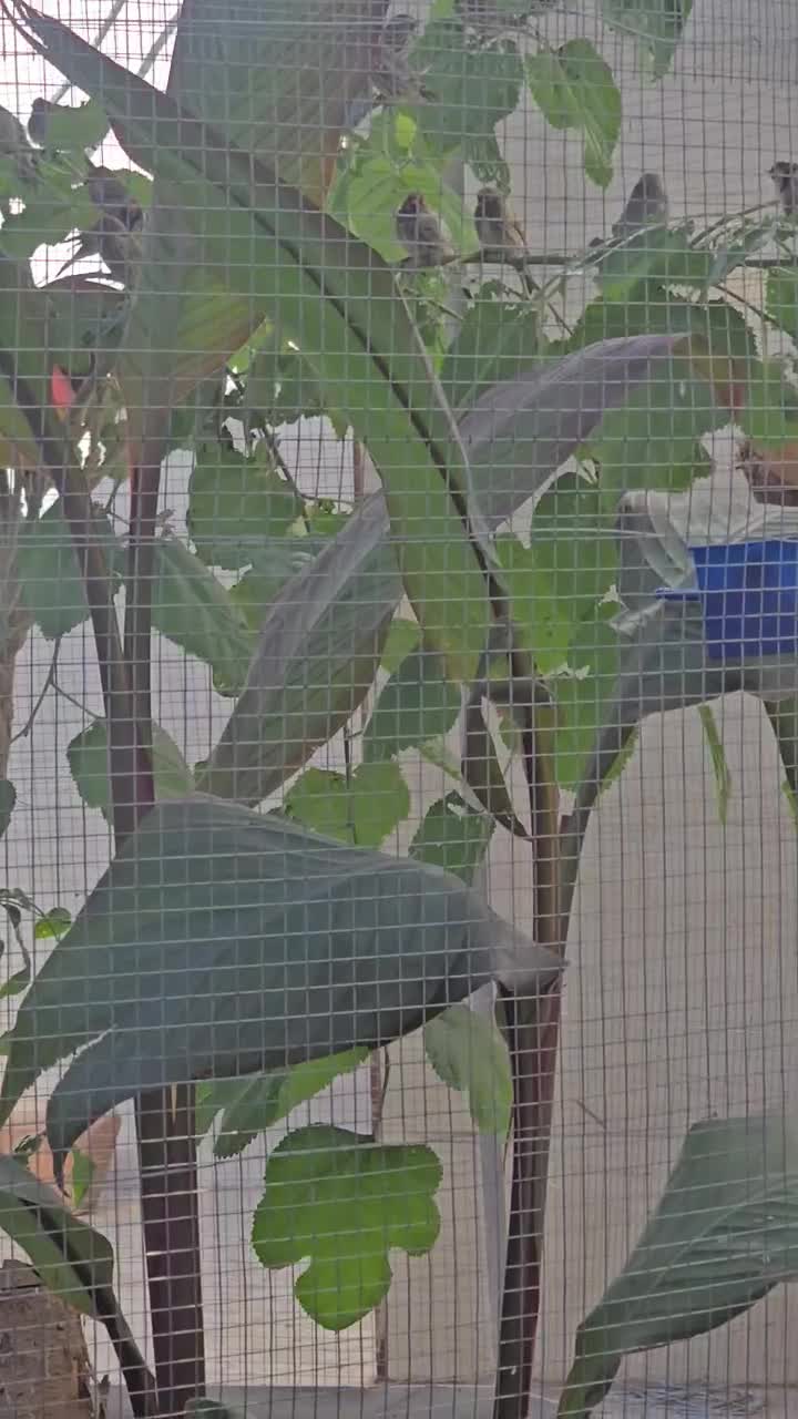 گلبسر وسهر|پرنده|خرمشهر, |دیوار