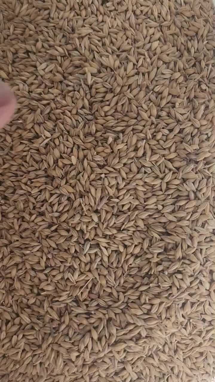 جو خارجی|خوردنی و آشامیدنی|خمینیشهر, |دیوار