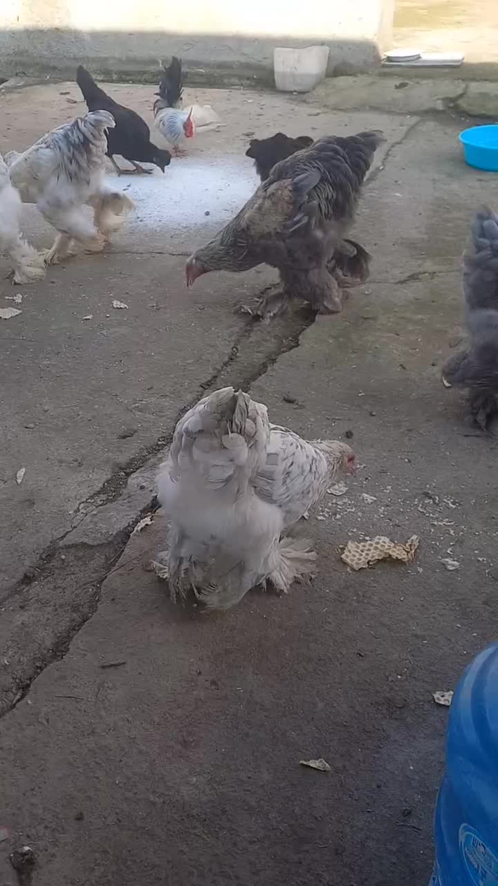 مرغ وخروس برهما|حیوانات مزرعه|احمدسرگوراب, |دیوار