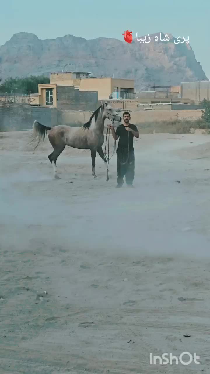 مادیان درشور چاپار|اسب و تجهیزات اسب‌سواری|شیراز, جانبازان|دیوار