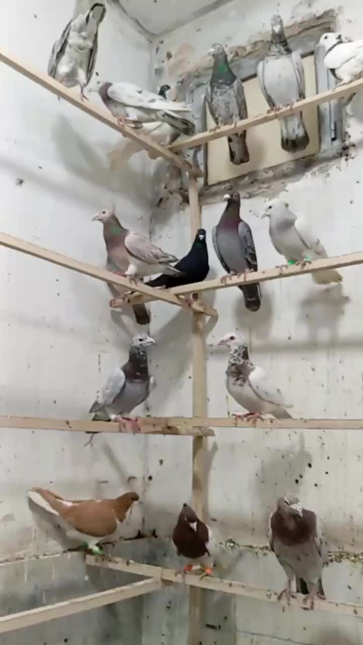 ۳۰ عدد هفرنگ|پرنده|شال, |دیوار