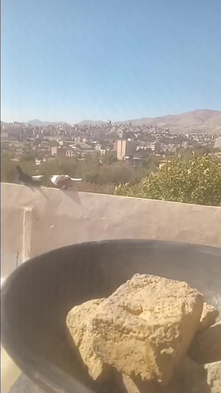 فروش فوری ،کبوتر نر ساده افغانی پرشی و چپ سبز نر|پرنده|تهران, خاک سفید|دیوار