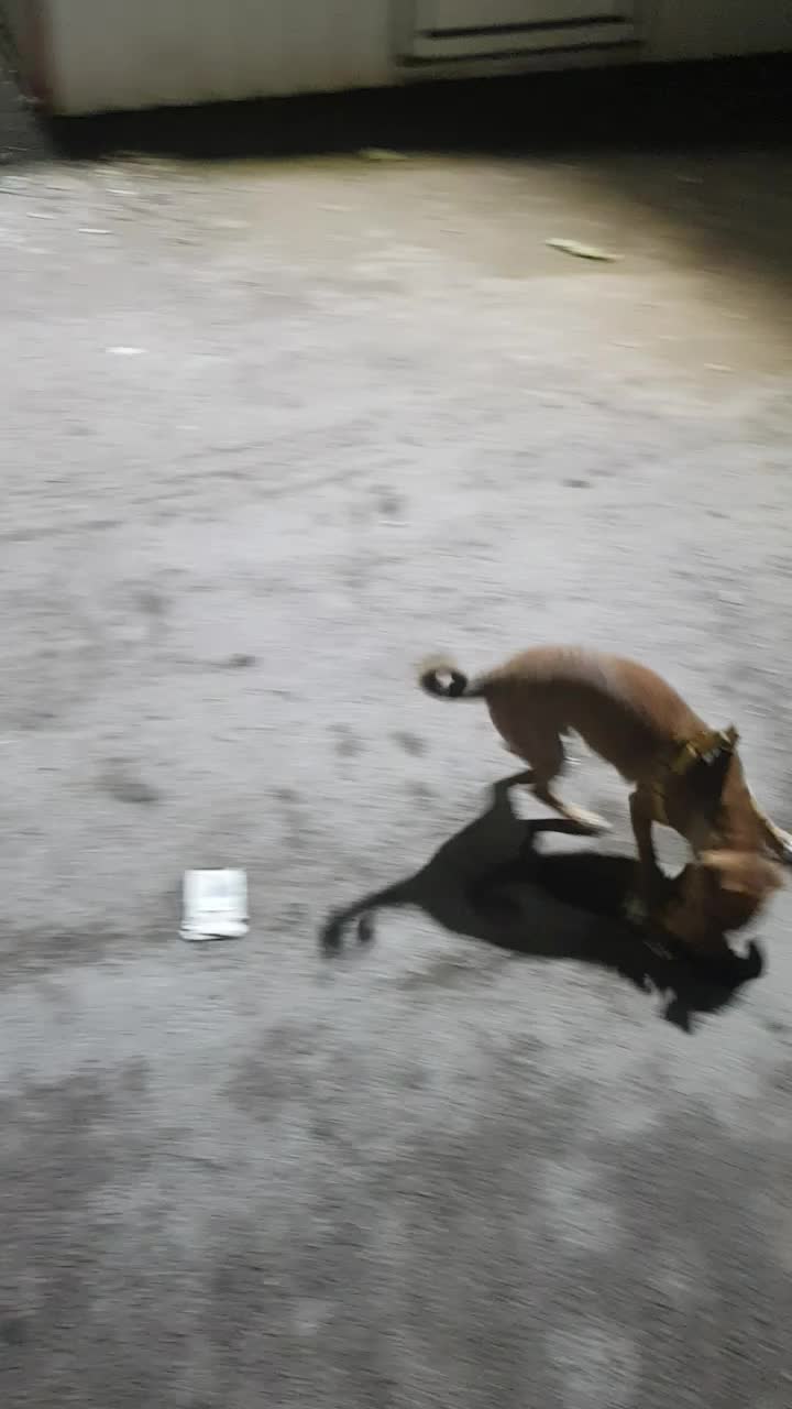 سگ پاکوتاه|سگ|قزوین, |دیوار