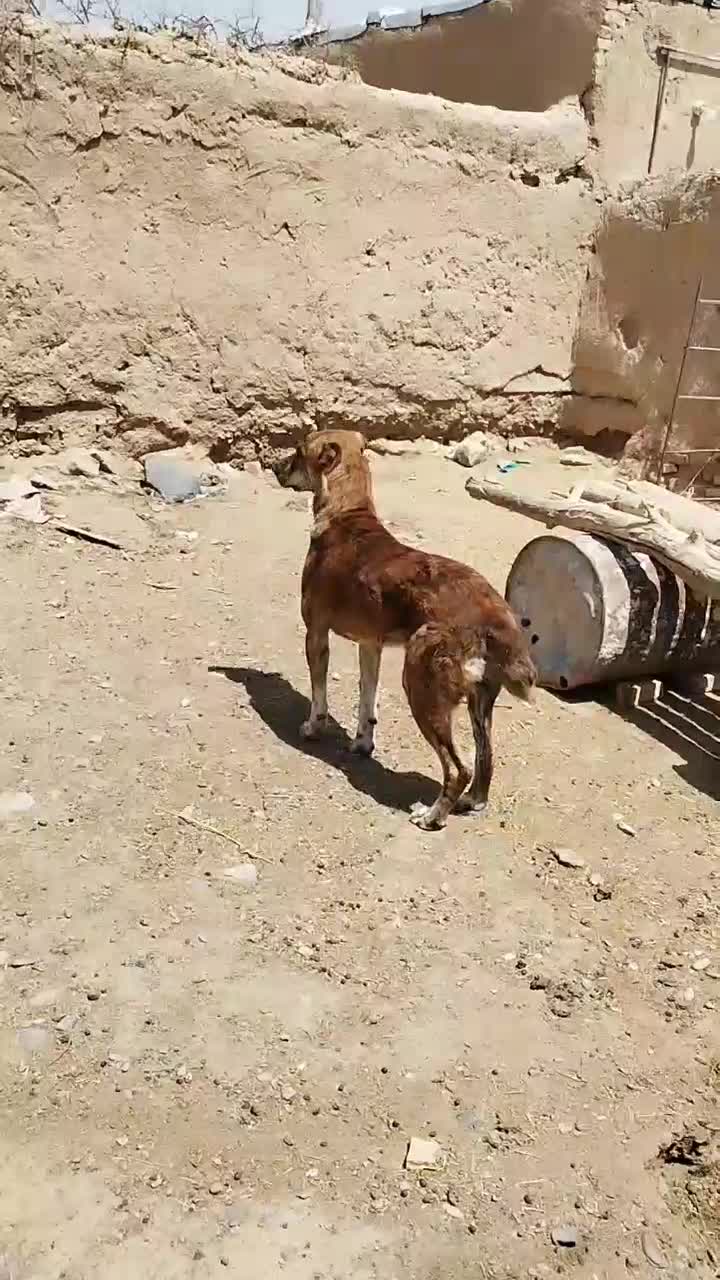سگ نگهبان|سگ|مشهد, اروند|دیوار