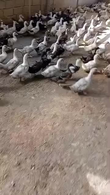 فروش اردک گوشتی وزن بالا|حیوانات مزرعه|بیرانوند, |دیوار