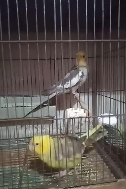 عروس هلندی|پرنده|آستانه اشرفیه, |دیوار