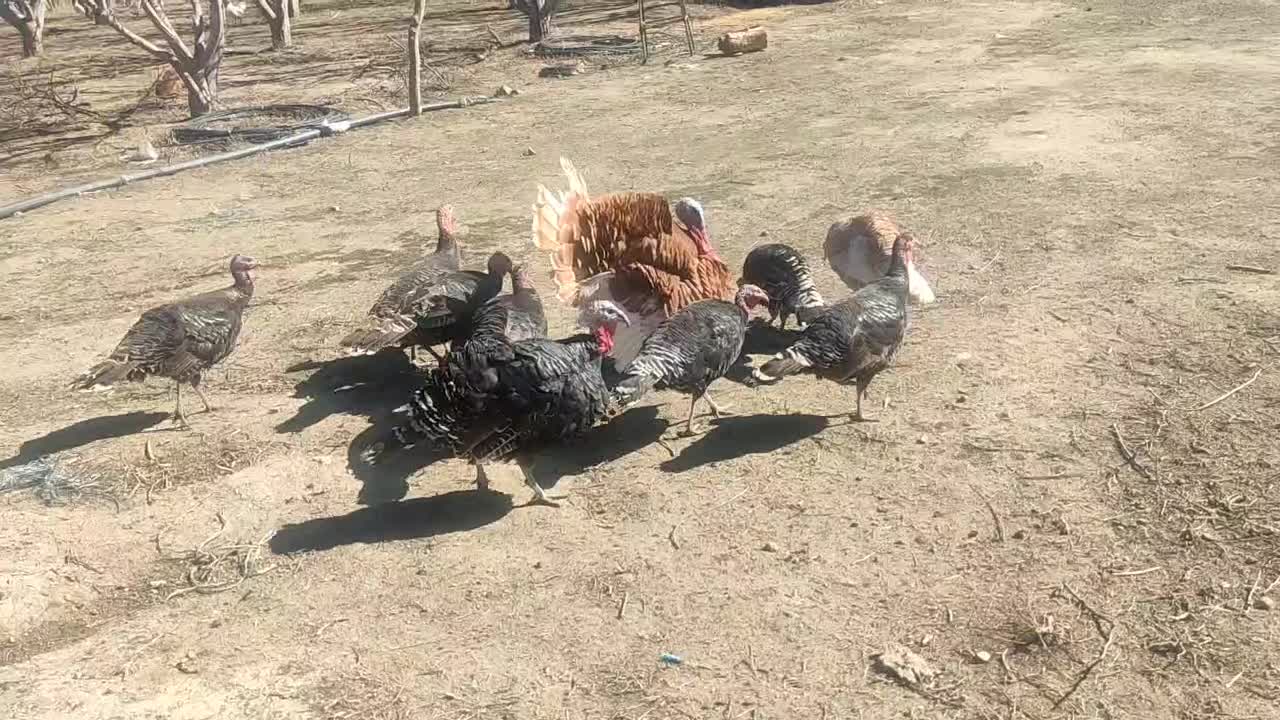 بوقلمون|حیوانات مزرعه|مشگین شهر, |دیوار