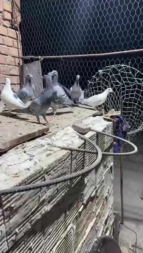 کبوتر پلاکی|پرنده|ایرانشهر, |دیوار