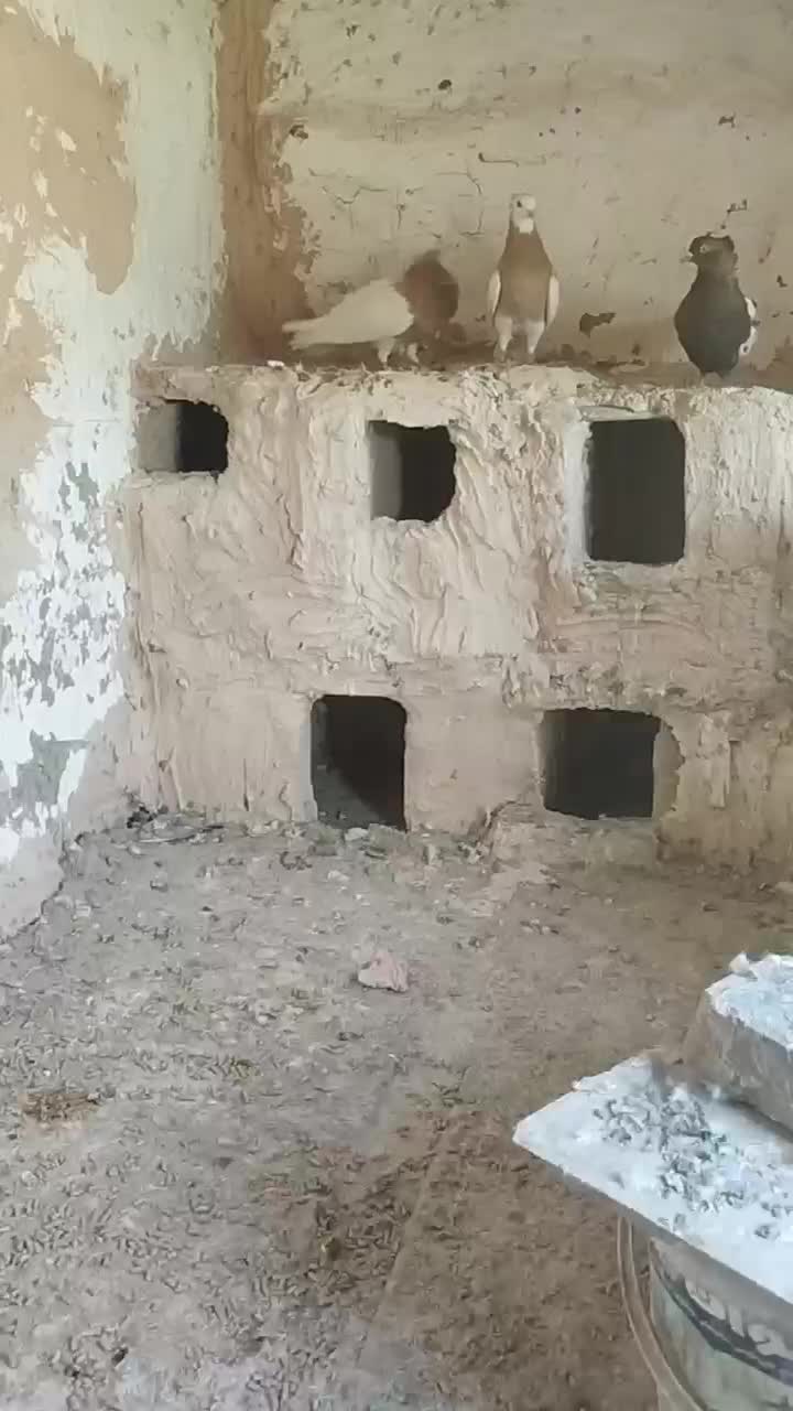 کبوتر طوقی|پرنده|عطاملک, |دیوار