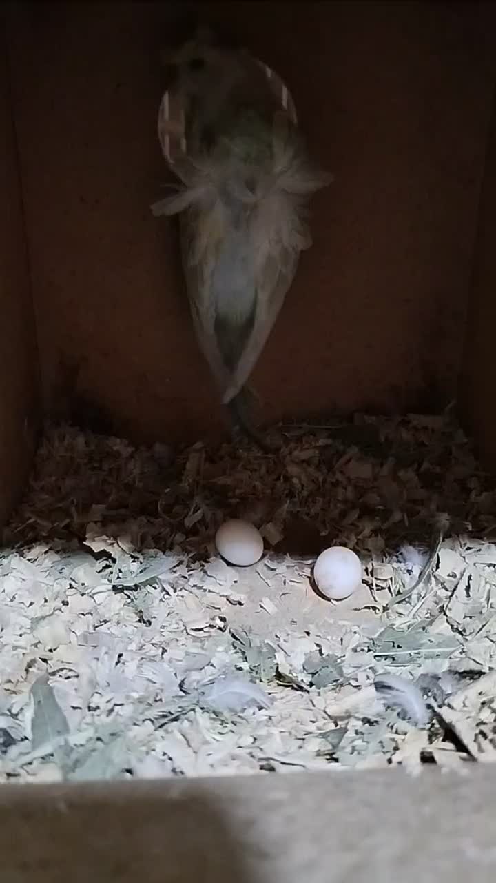 مرغ عشق پروانه ای ماده|پرنده|مینودشت, |دیوار