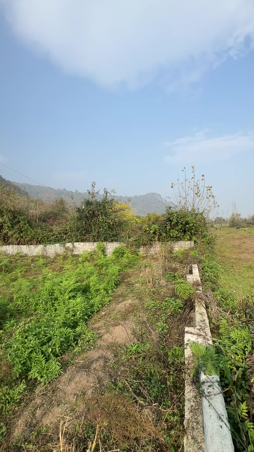 ۴۵۱متر زمین صنعتی بر جاده اصلی شهر لیسار|فروش زمین و ملک کلنگی|لیسار, |دیوار